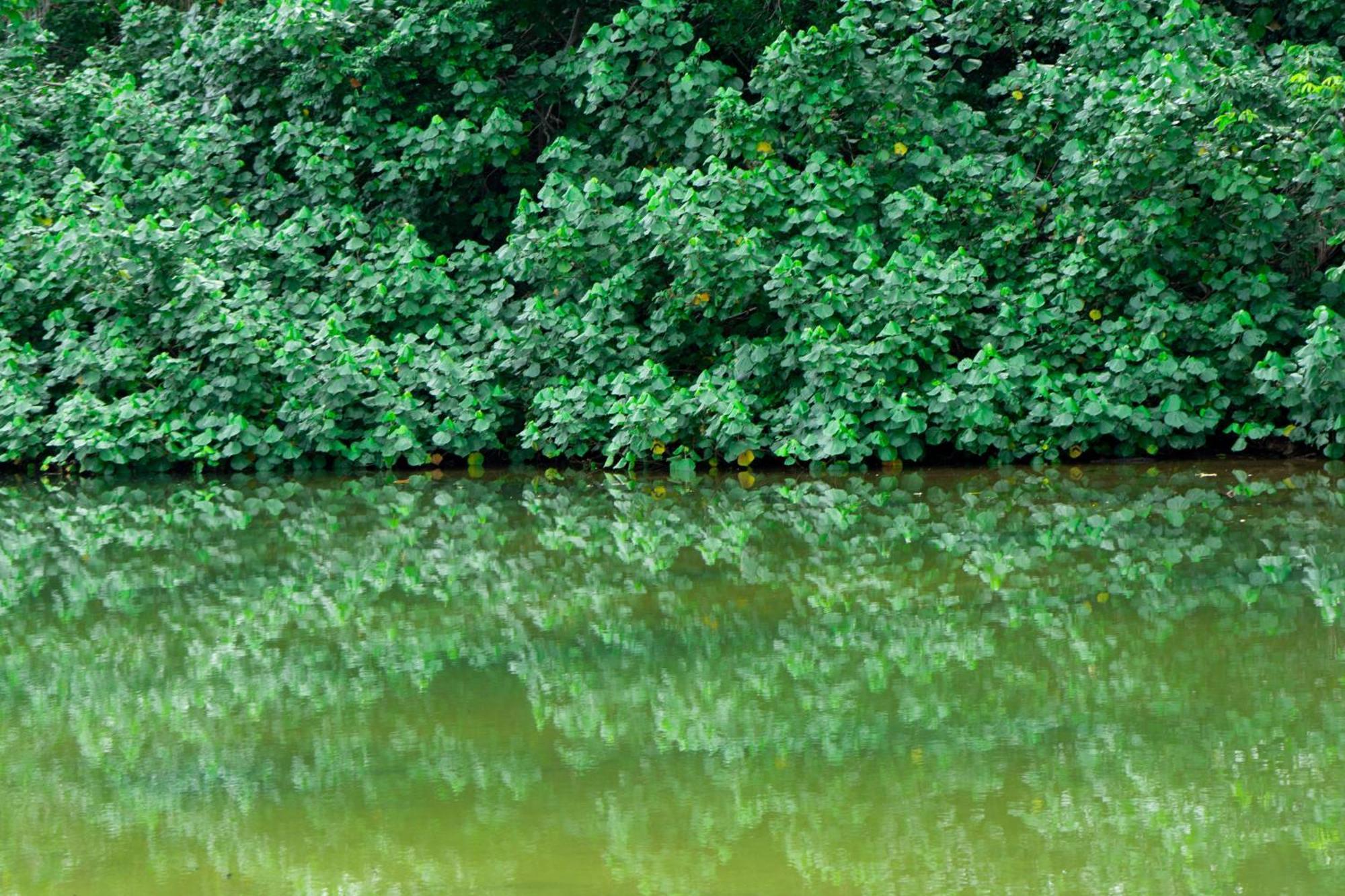 Dragonfly Beachfront Villas-Adult Only Punta Uva Eksteriør billede